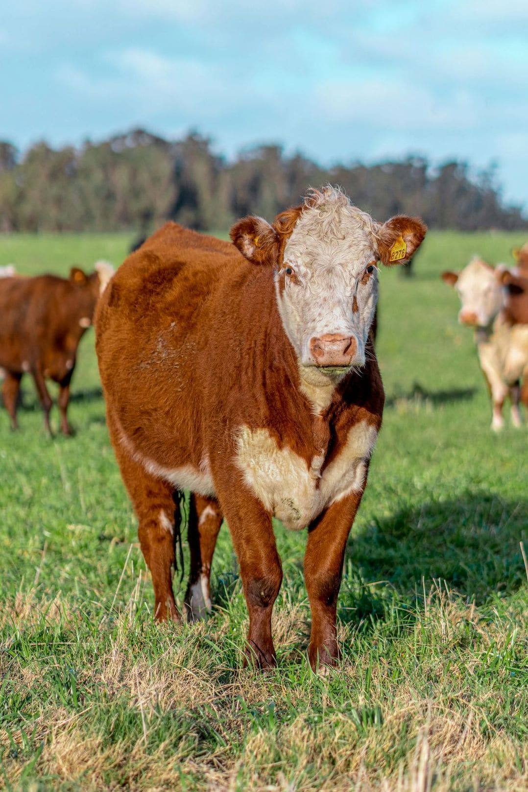 Greenfields Dairy