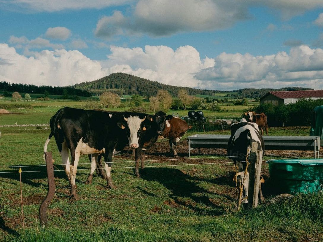 Greenfields Dairy