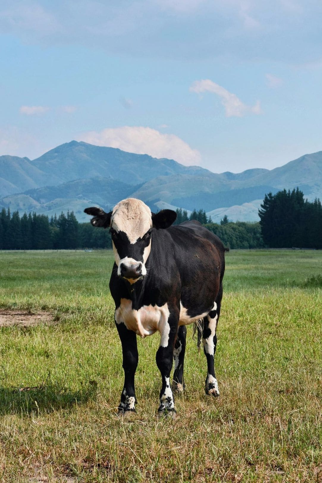Greenfields Dairy