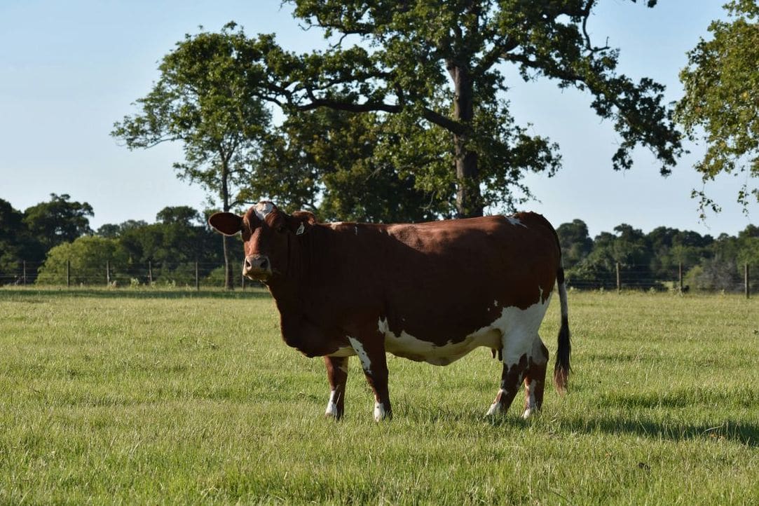 From Farm to Fridge: How Fresh Dairy Keeps Its Quality