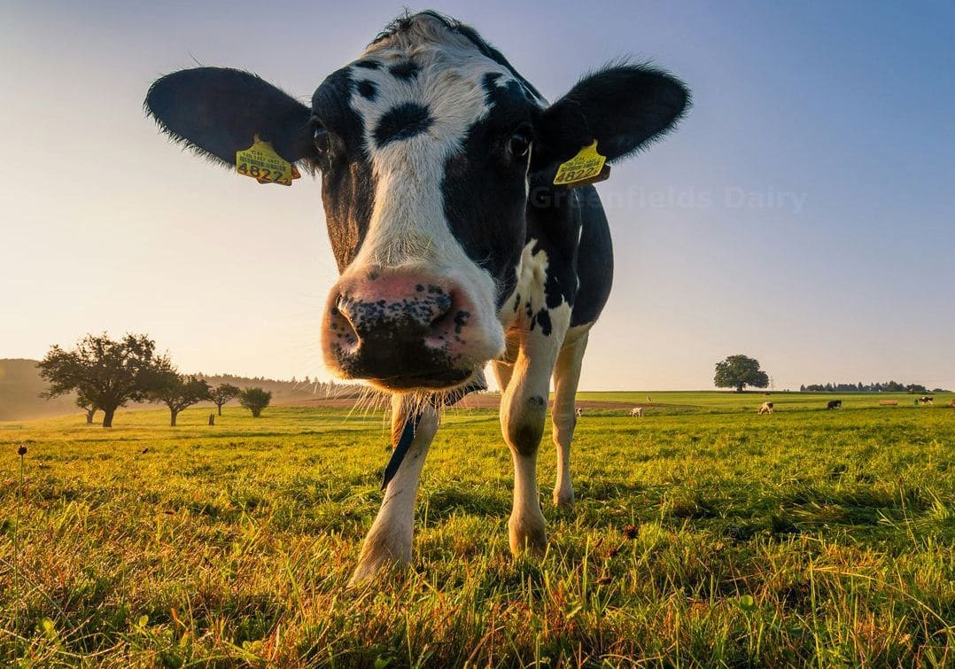 Streamlining Dairy Order Tracking and Dispatch Planning
