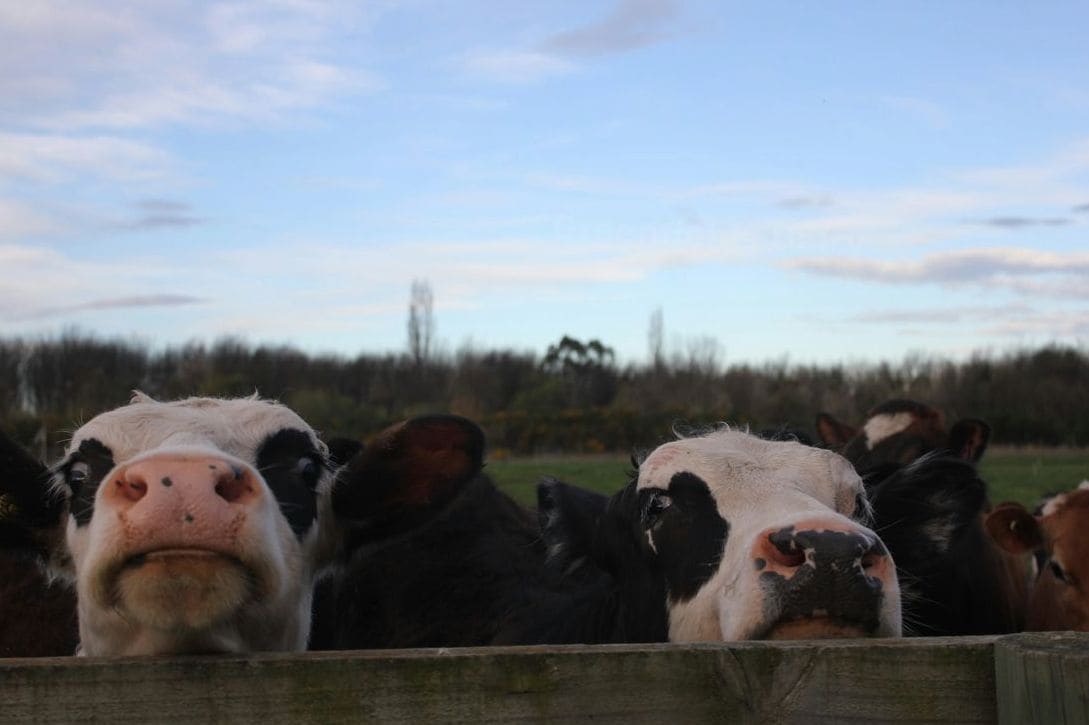 Improving Quality Check Documentation for Milk Processing