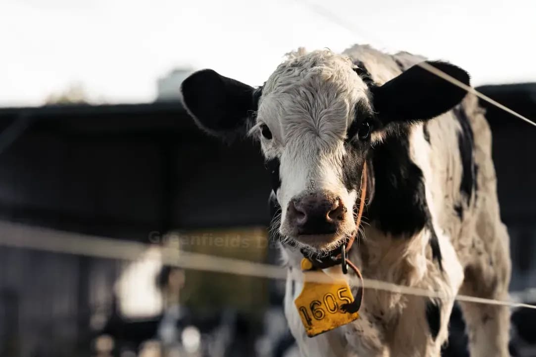 Greenfields Dairy 3