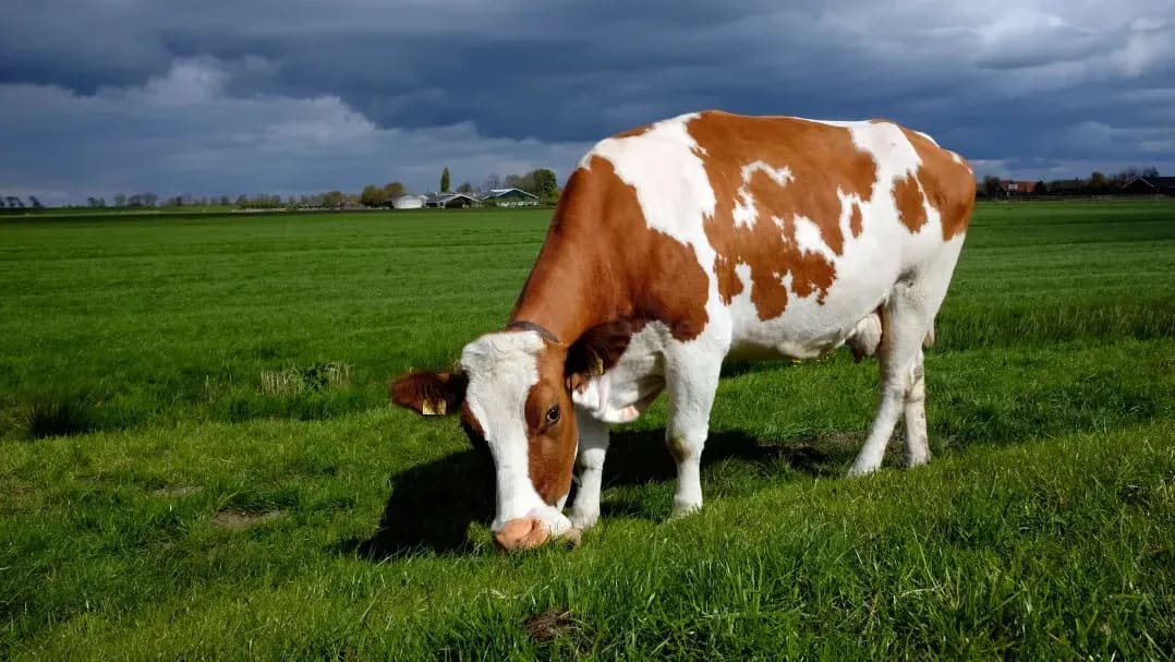 Greenfields Dairy 4