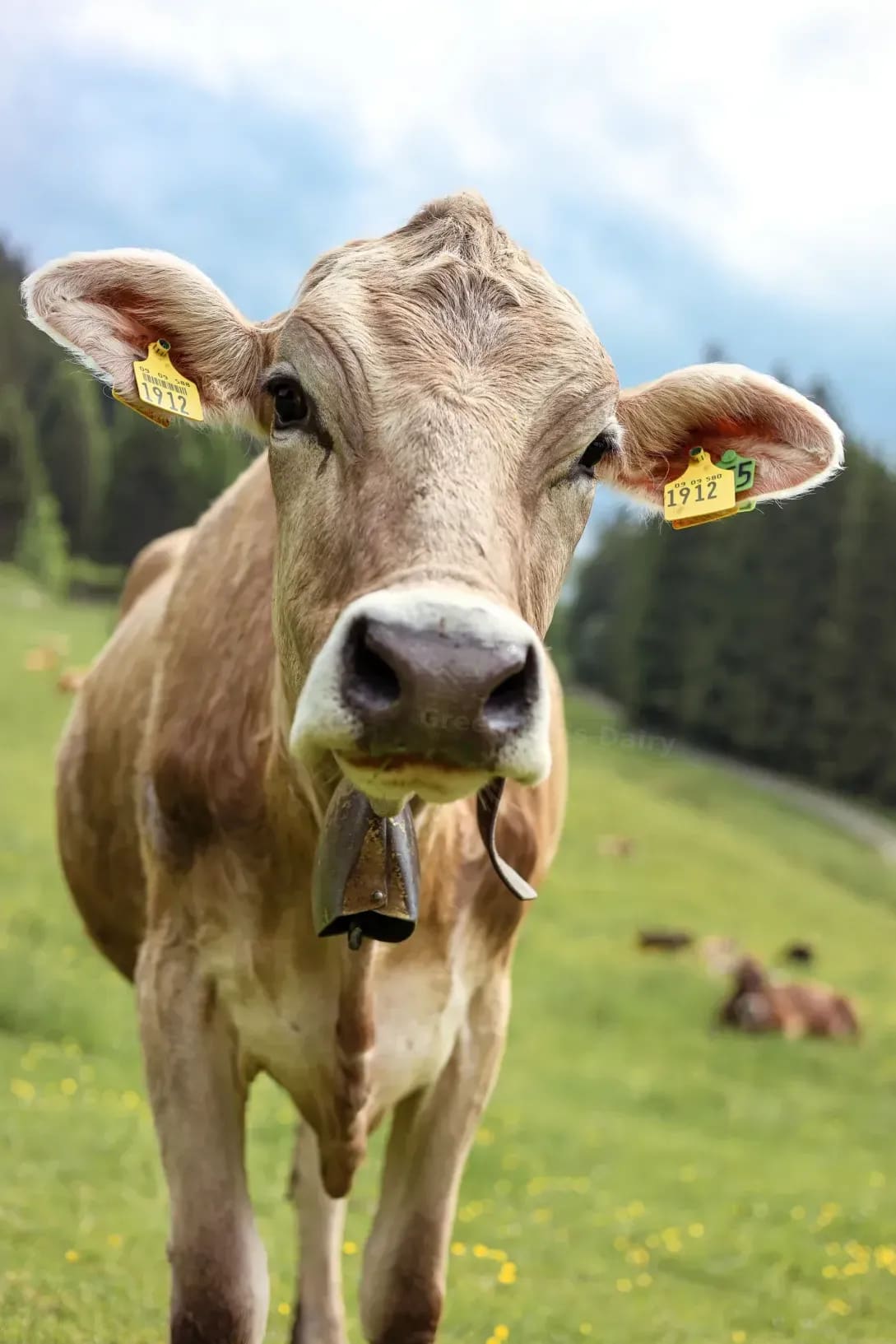 Greenfields Dairy 7