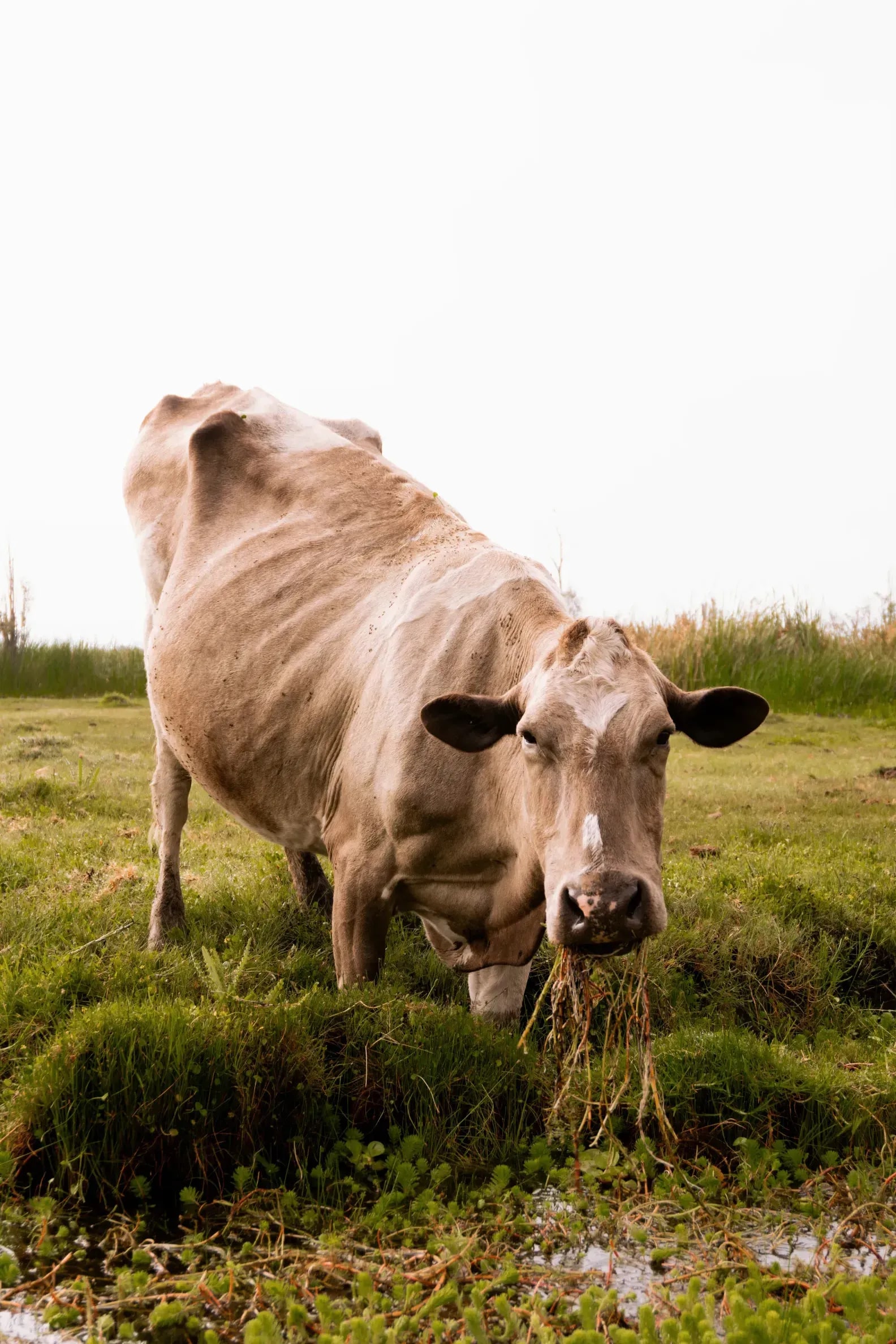 Greenfields Dairy