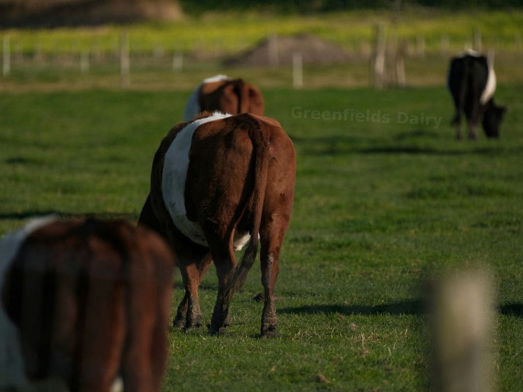 Fresh milk supply