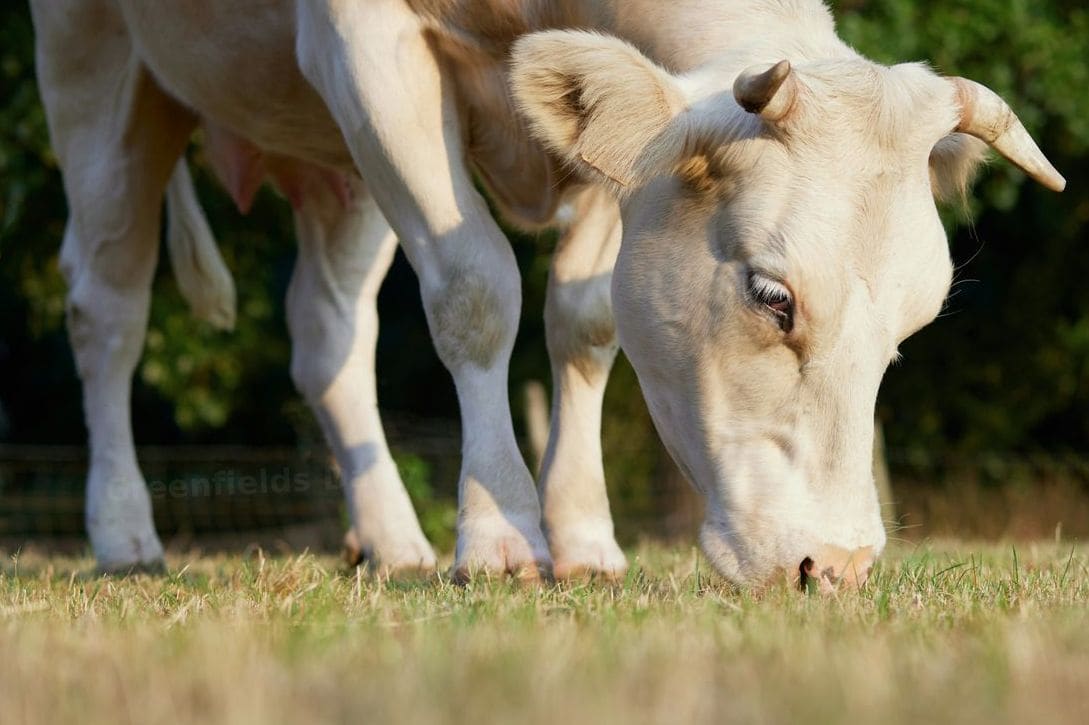 Cheese sourcing and wholesale supply