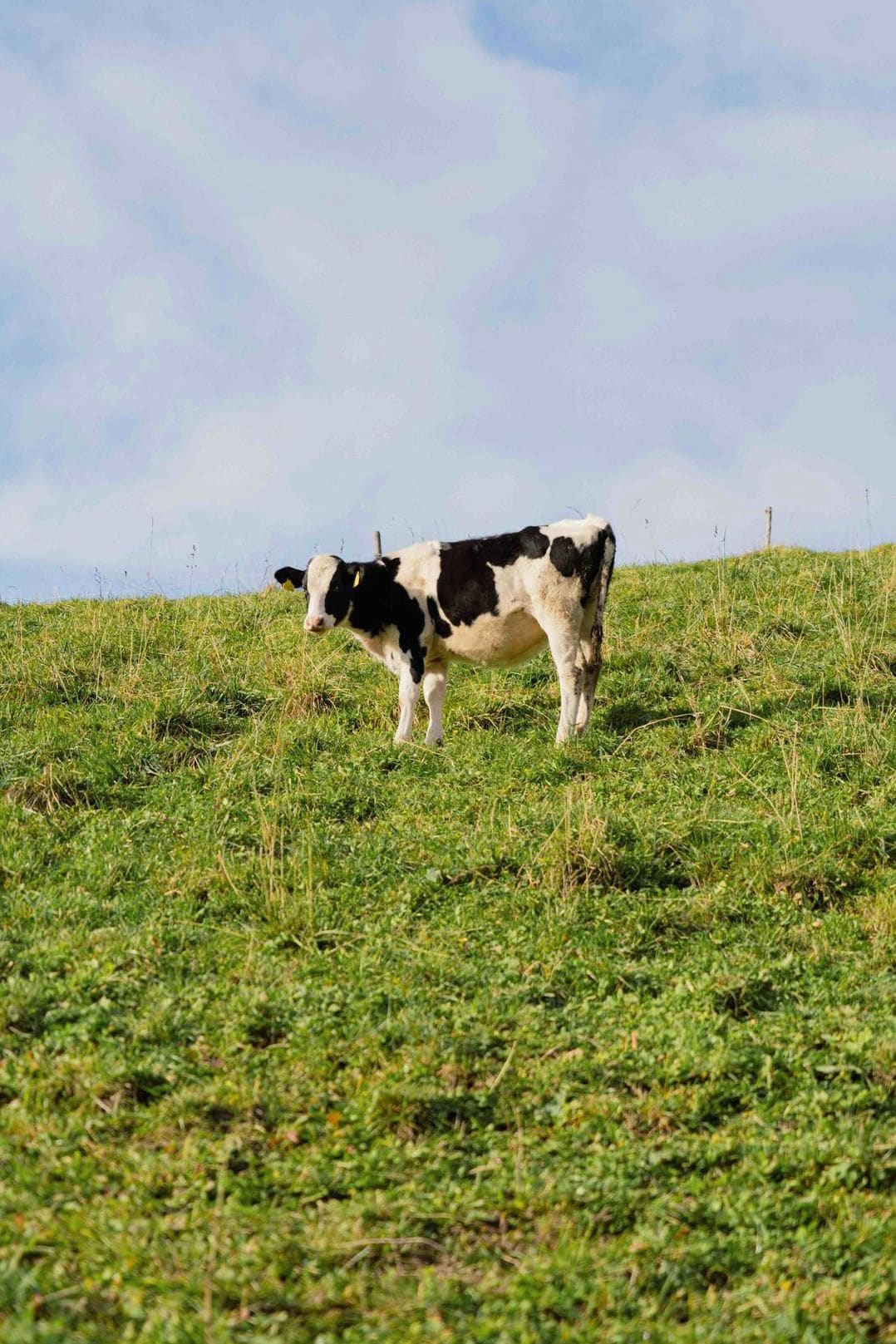 Dairy delivery for cafes and restaurants