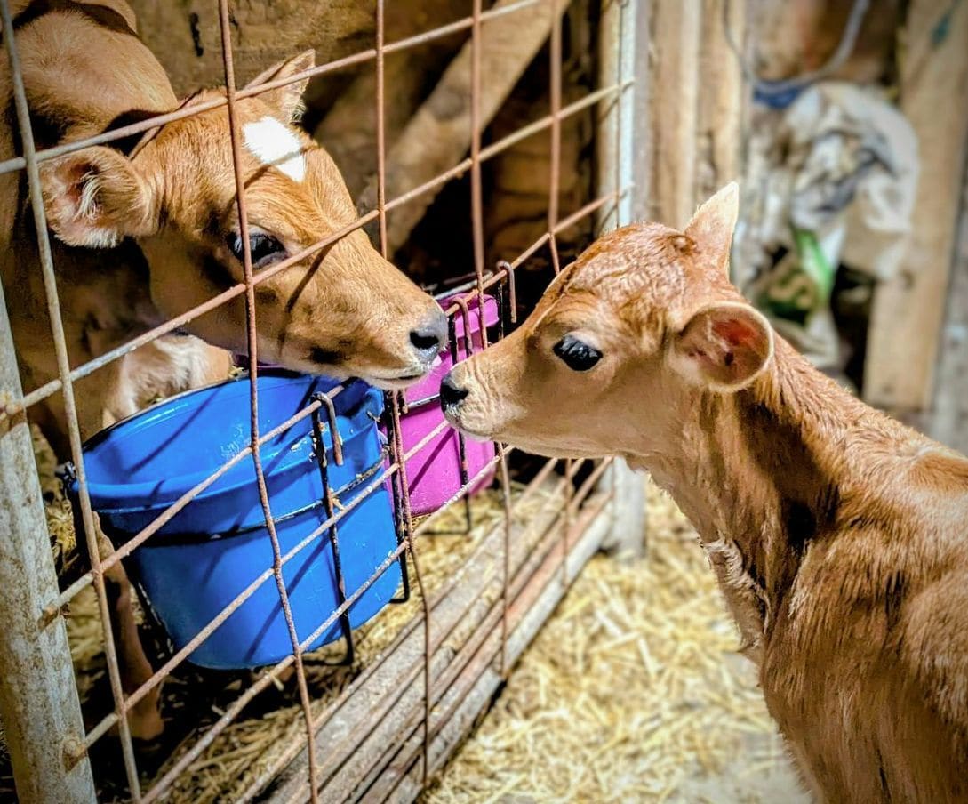 Organic and speciality dairy products